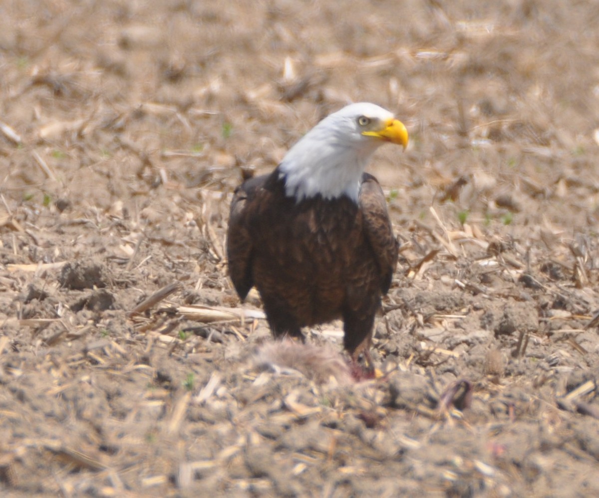 Bald Eagle - ML636784431