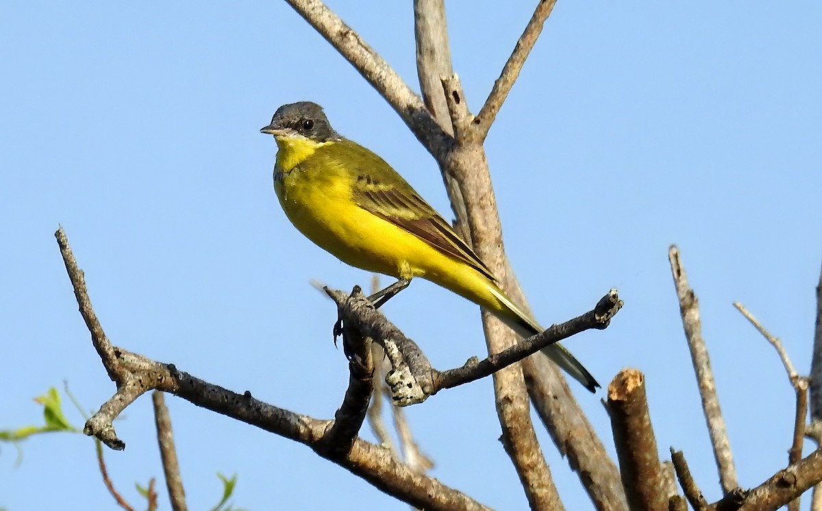 Western Yellow Wagtail (thunbergi) - ML636784459
