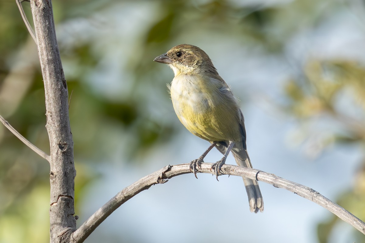 White-banded Tanager - ML636784474