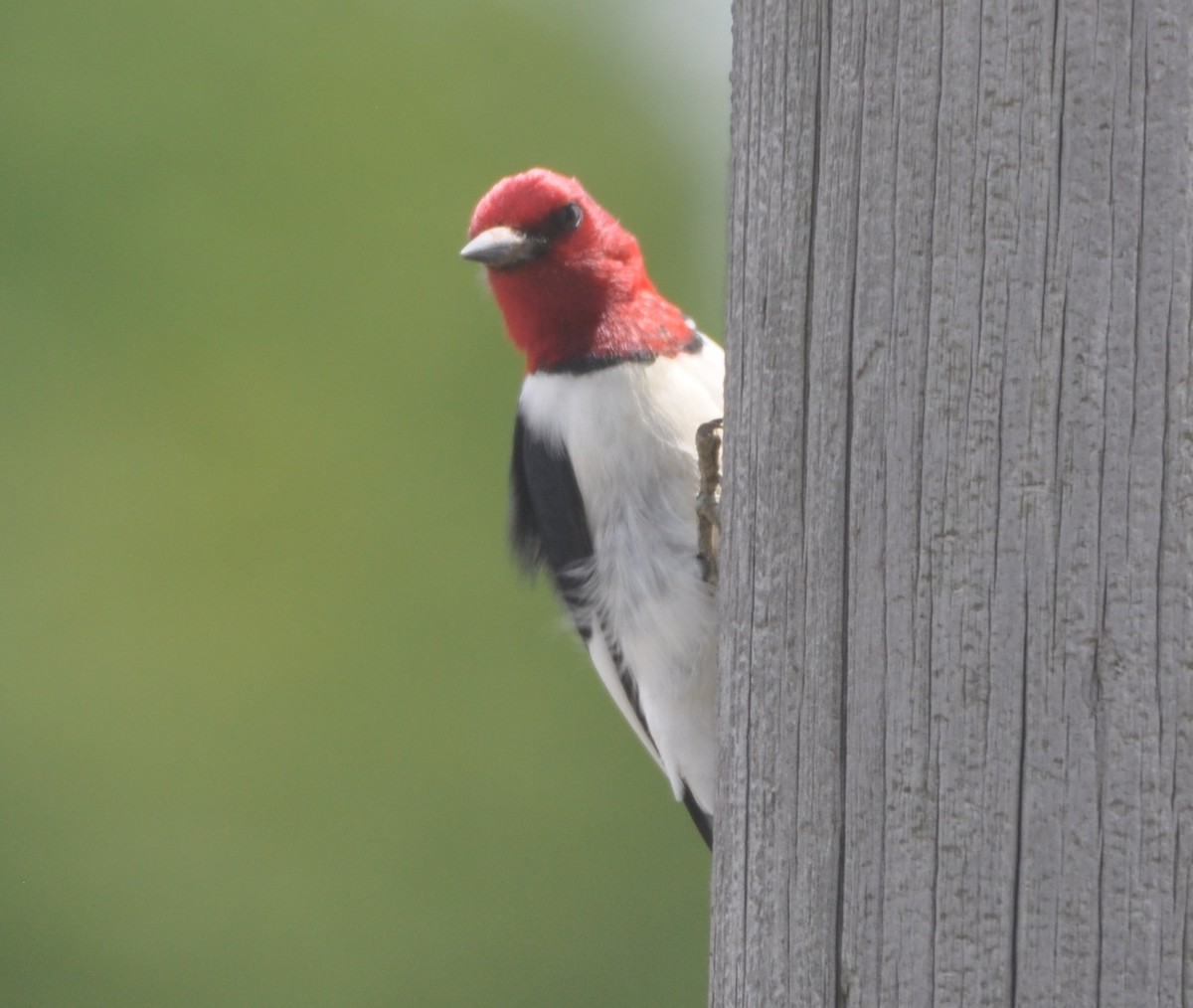 Red-headed Woodpecker - ML636784491