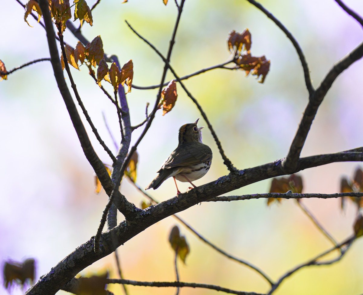 Ovenbird - ML636784568