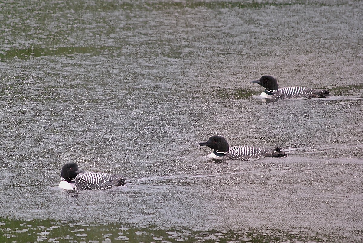 Common Loon - ML636784666
