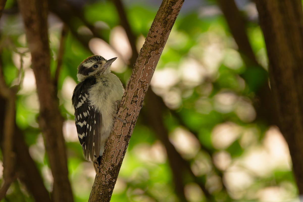 Downy Woodpecker - ML636784688