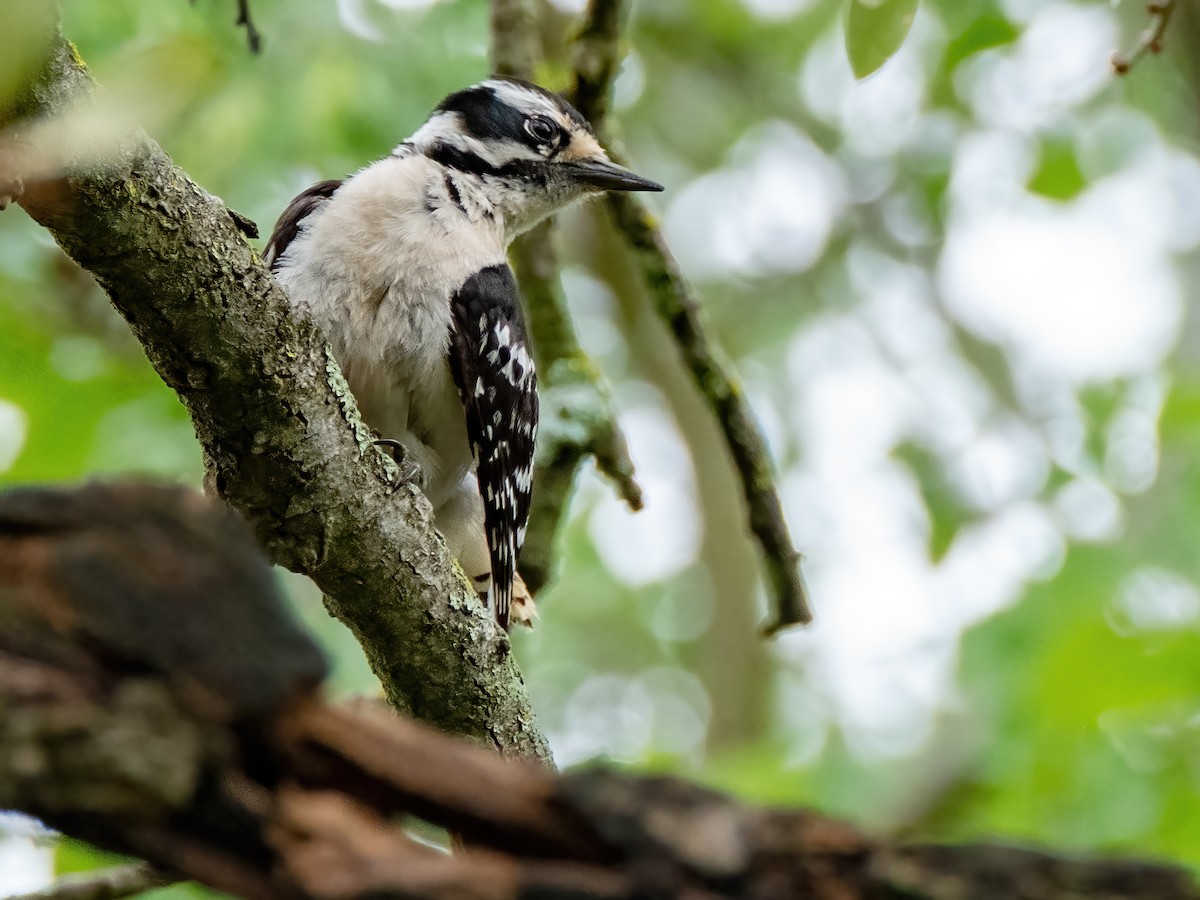 Downy Woodpecker - ML636784702