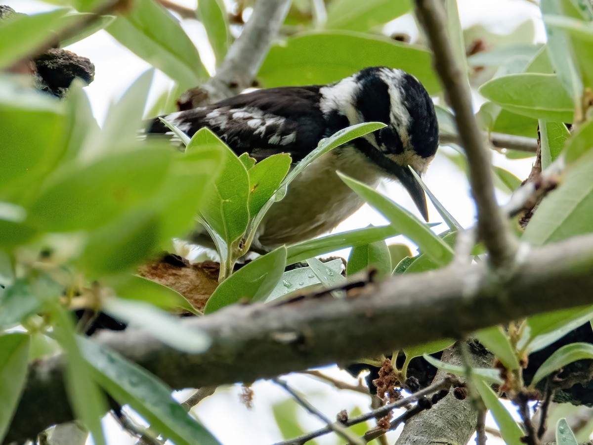 Downy Woodpecker - ML636784703