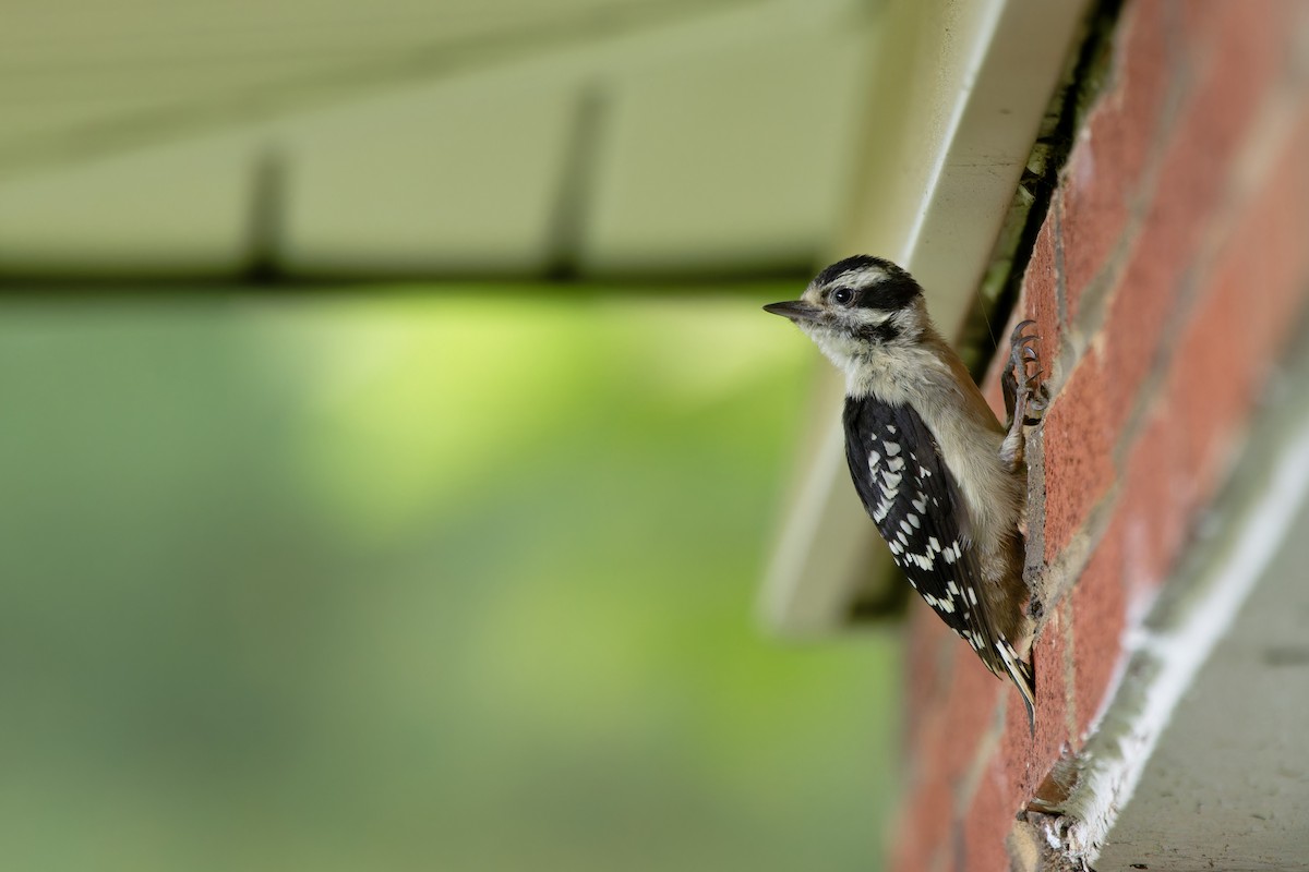 Downy Woodpecker - ML636784718