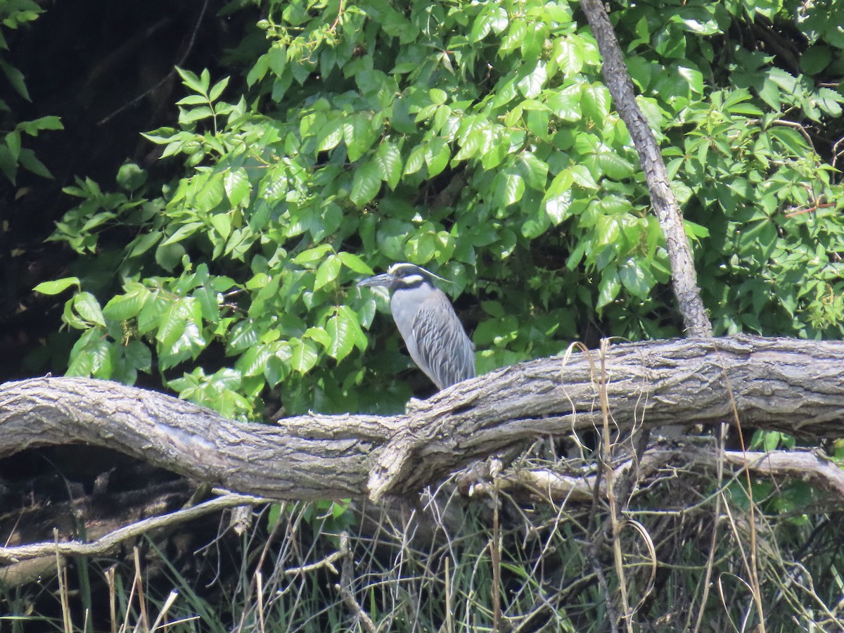 Yellow-crowned Night Heron - ML636784762