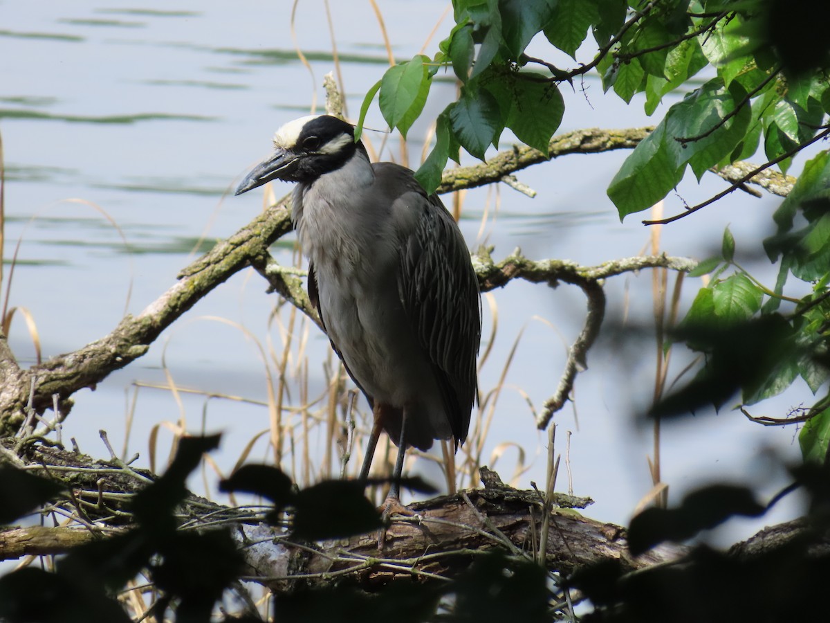 Yellow-crowned Night Heron - ML636784769