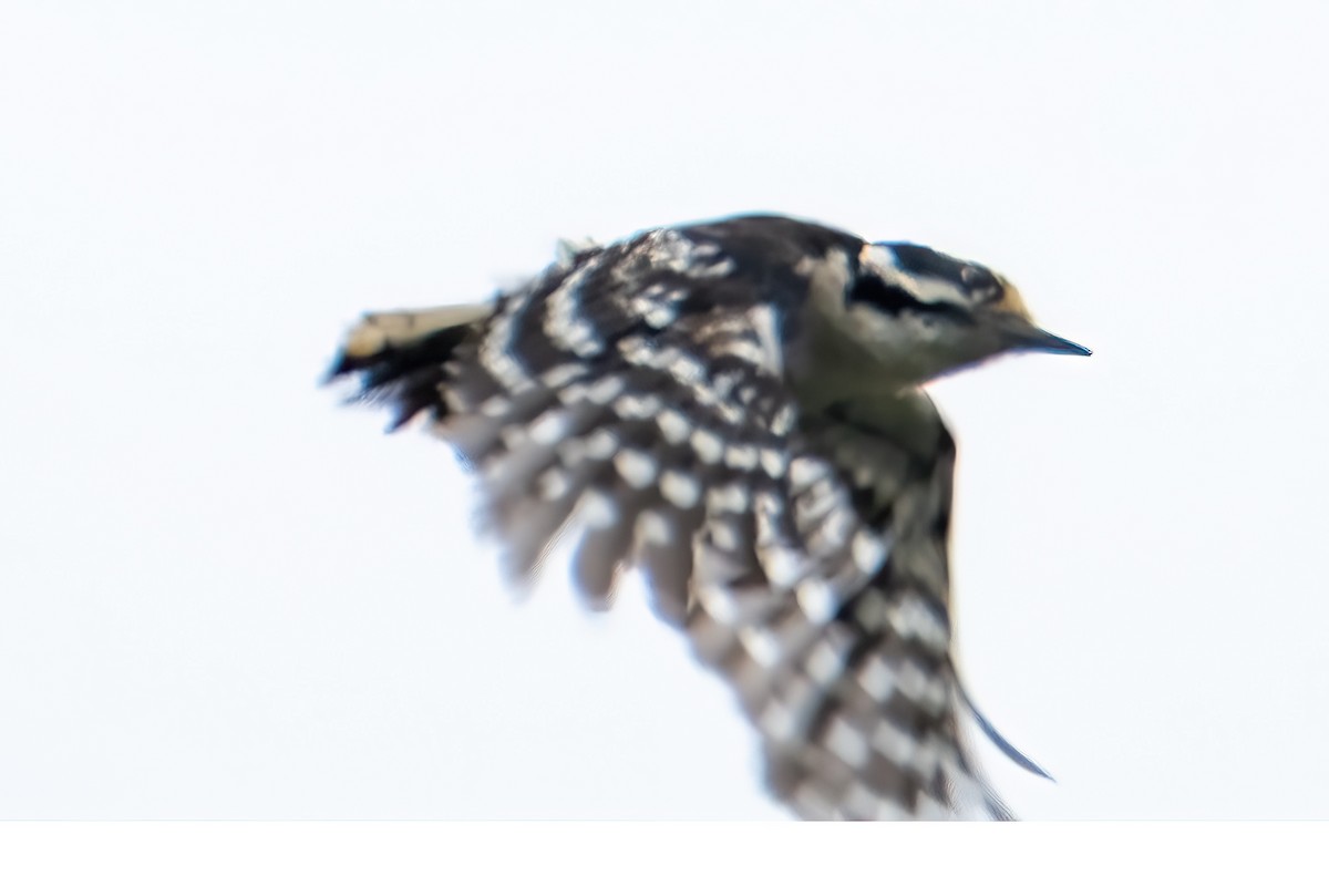 Downy Woodpecker - ML636784815