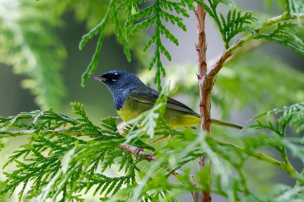 MacGillivray's Warbler - ML636784828