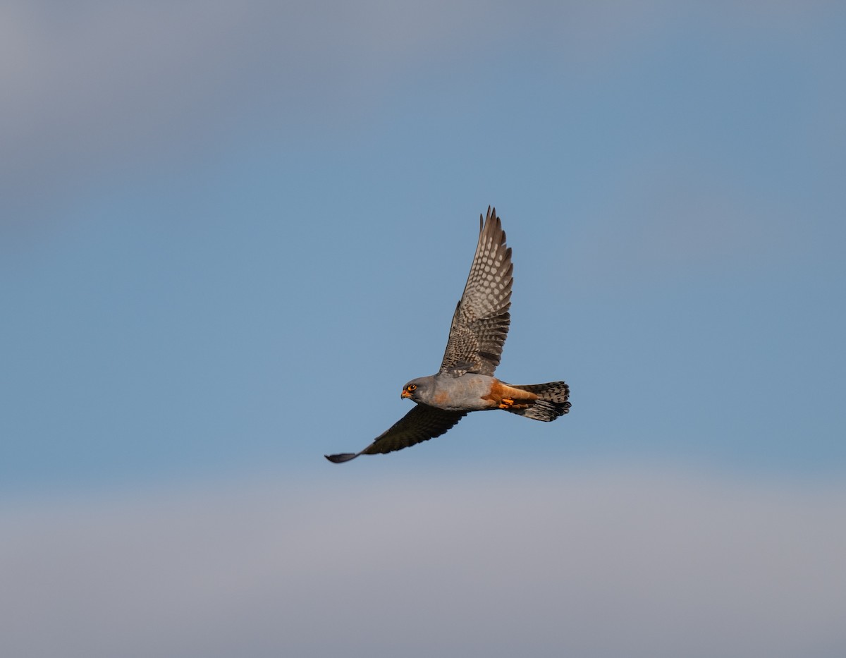 Red-footed Falcon - ML636784872