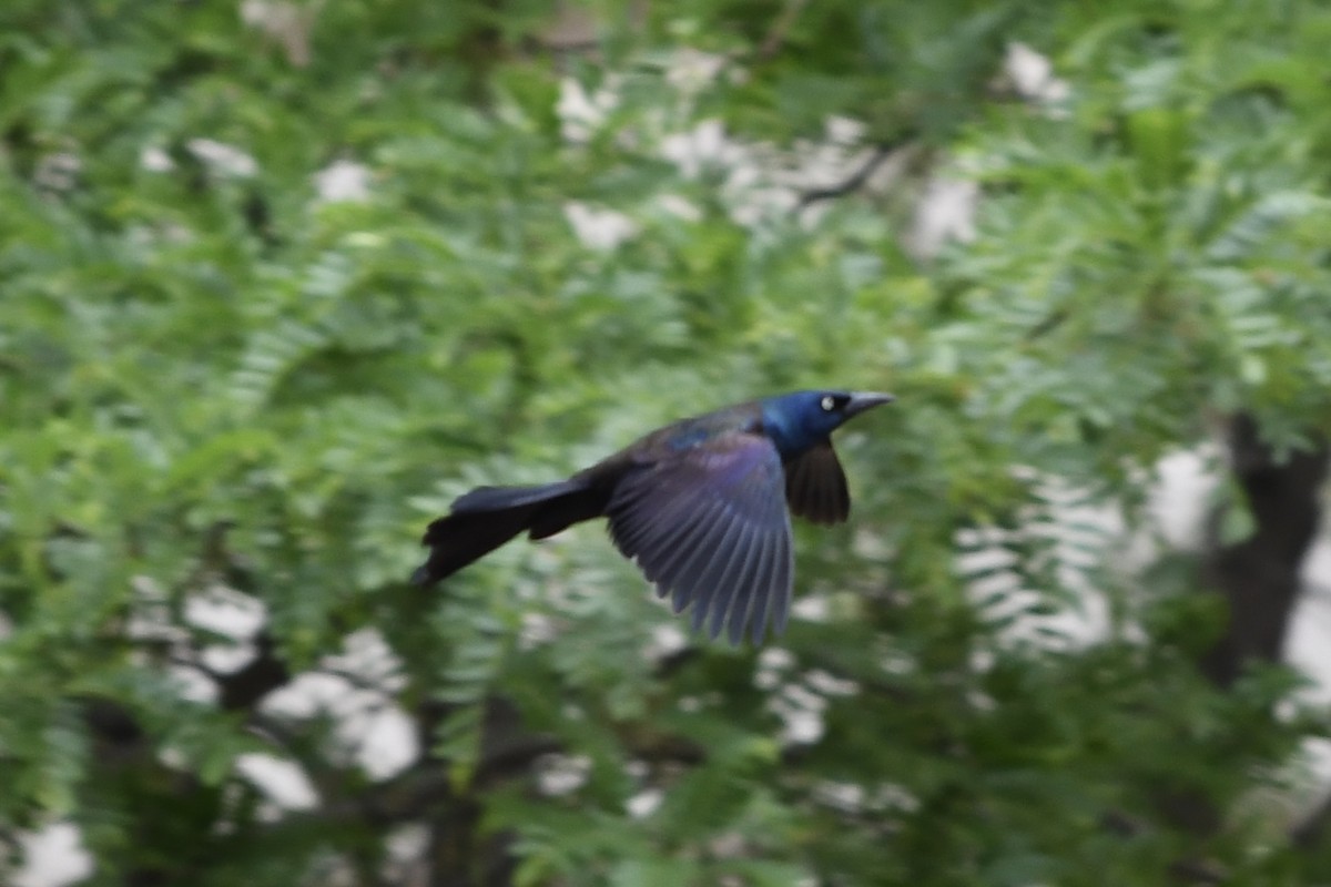 Common Grackle - ML636784873