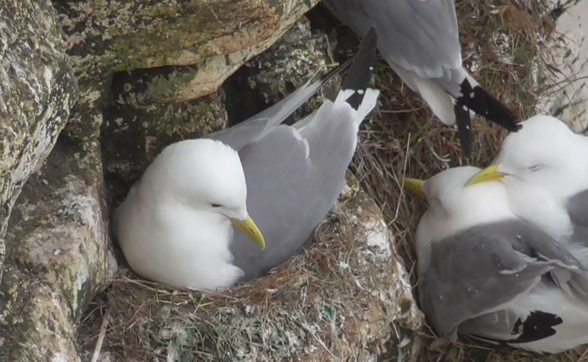 Black-legged Kittiwake - ML636784919