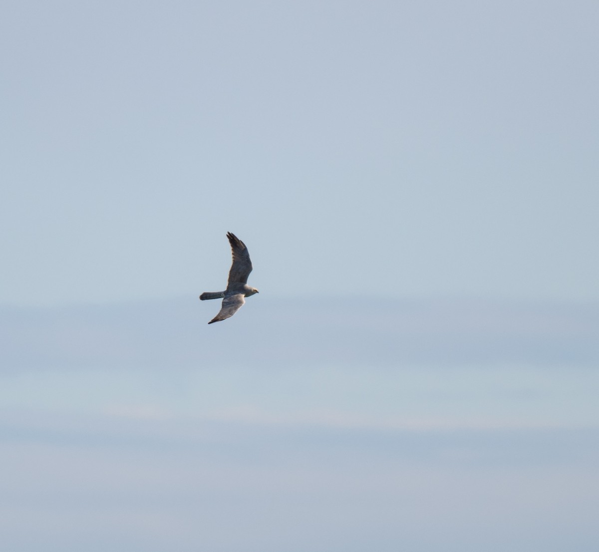 Pallid Harrier - ML636784920