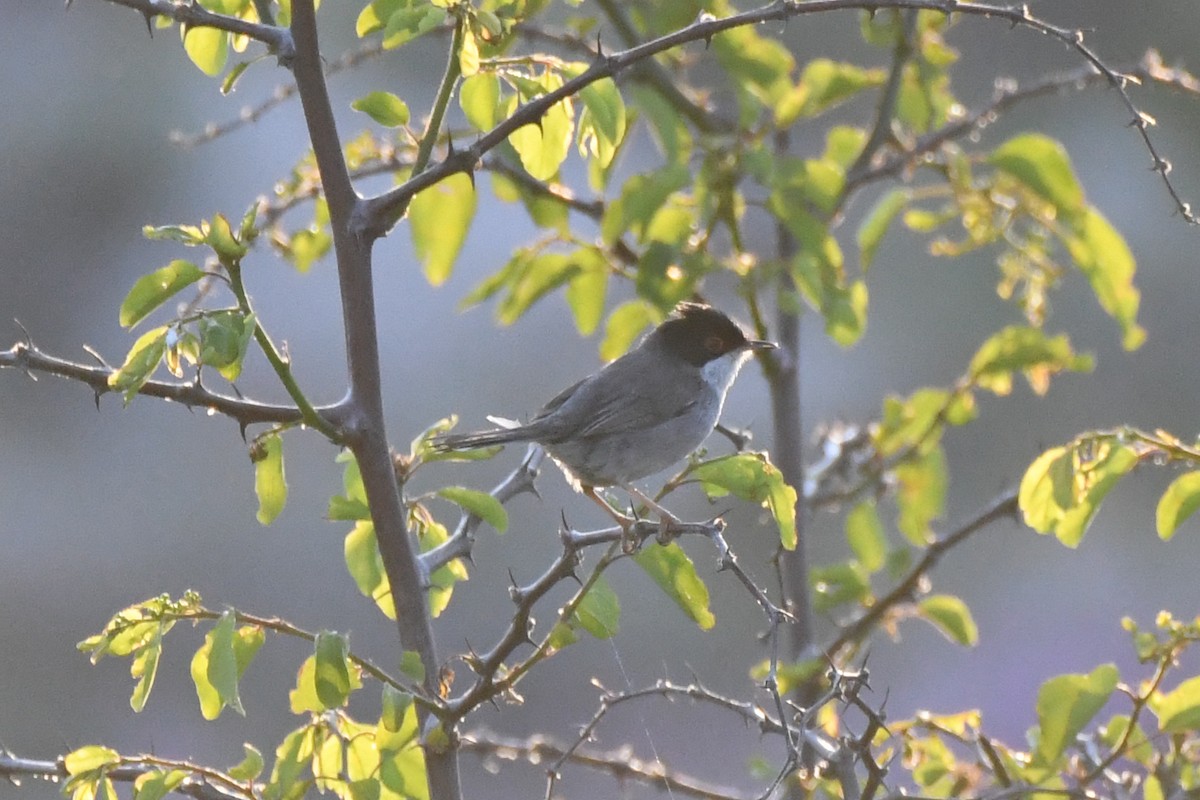 Sardinian Warbler - ML636784932