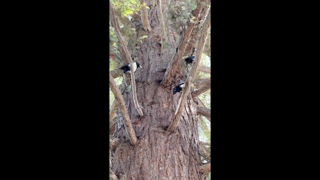 Yellow-billed Magpie - ML636784955