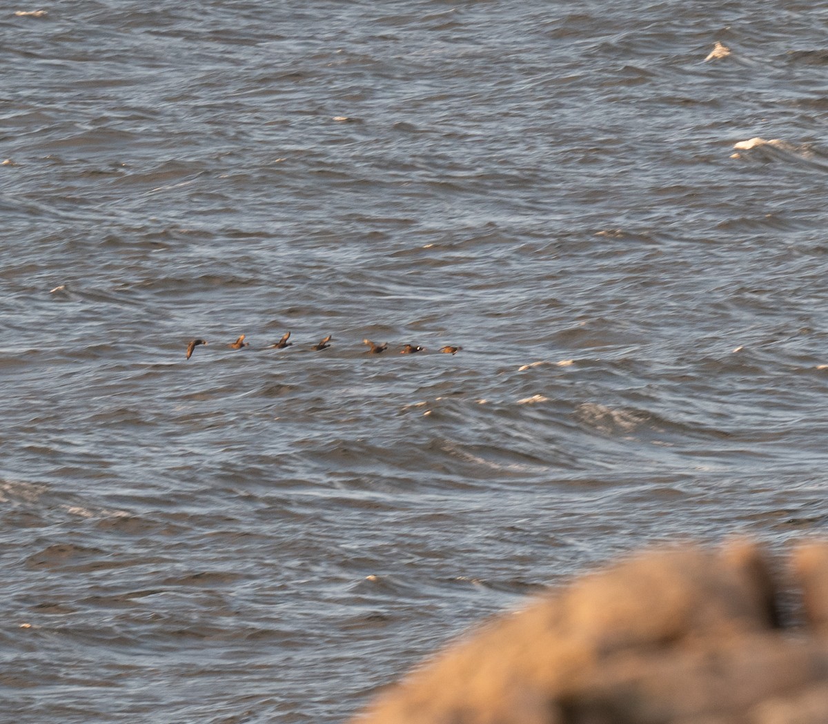 Surf Scoter - ML636785003