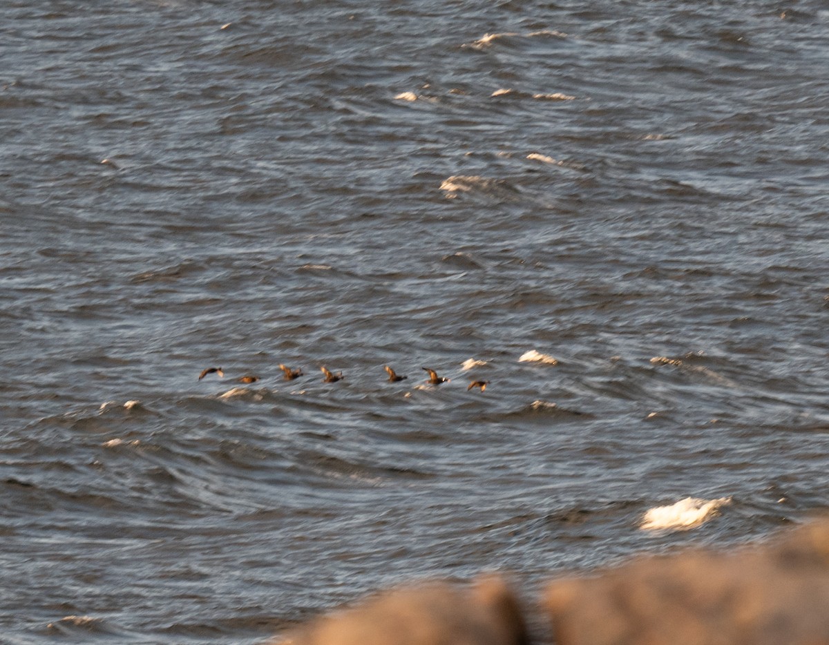 Surf Scoter - ML636785009