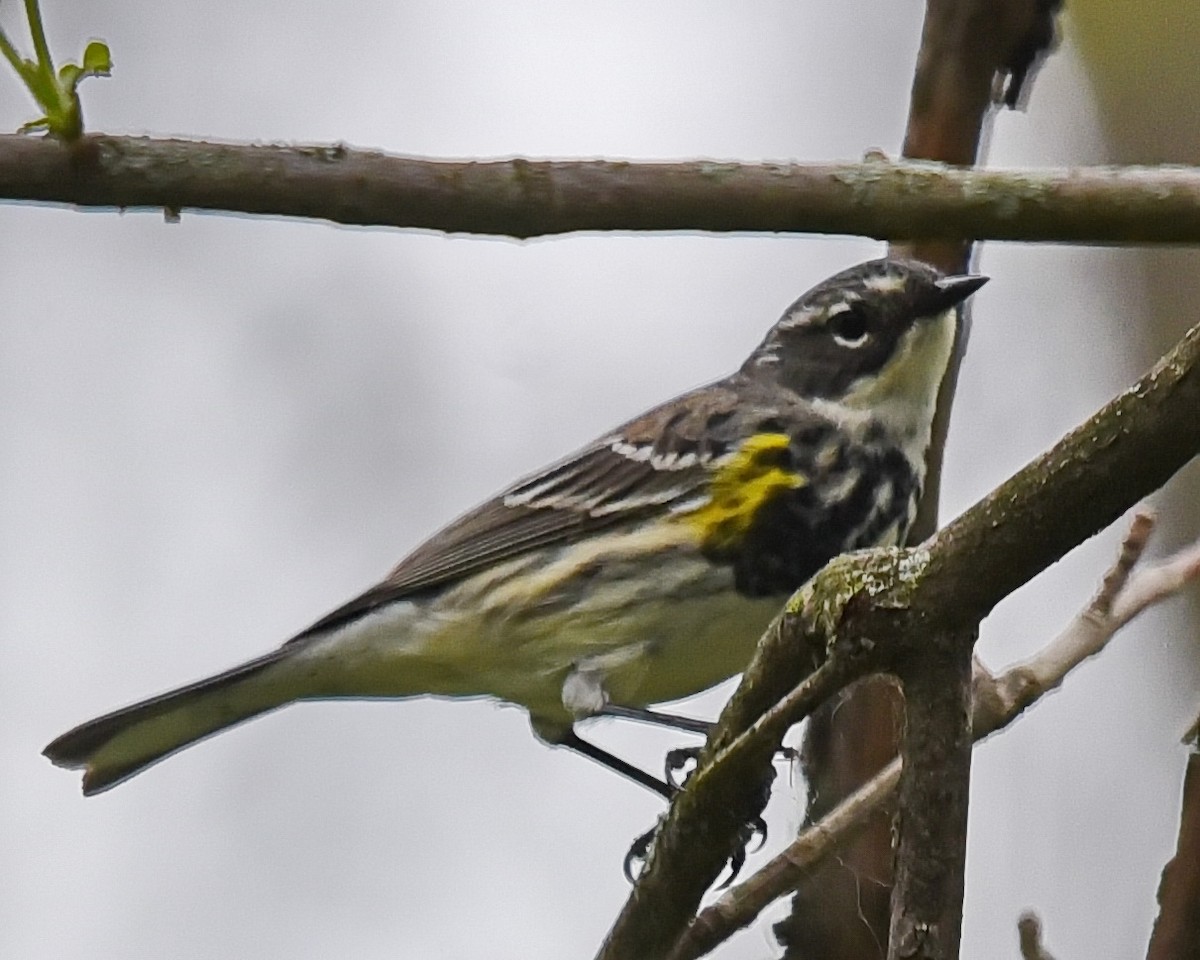 Yellow-rumped Warbler - ML636785015
