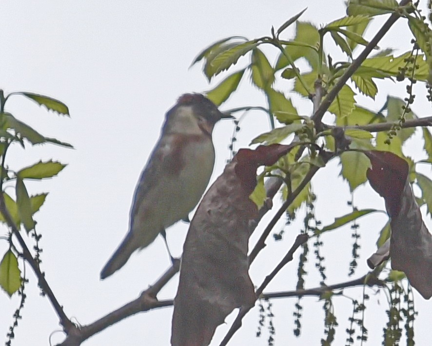 Bay-breasted Warbler - ML636785021