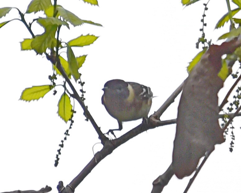 Bay-breasted Warbler - ML636785027