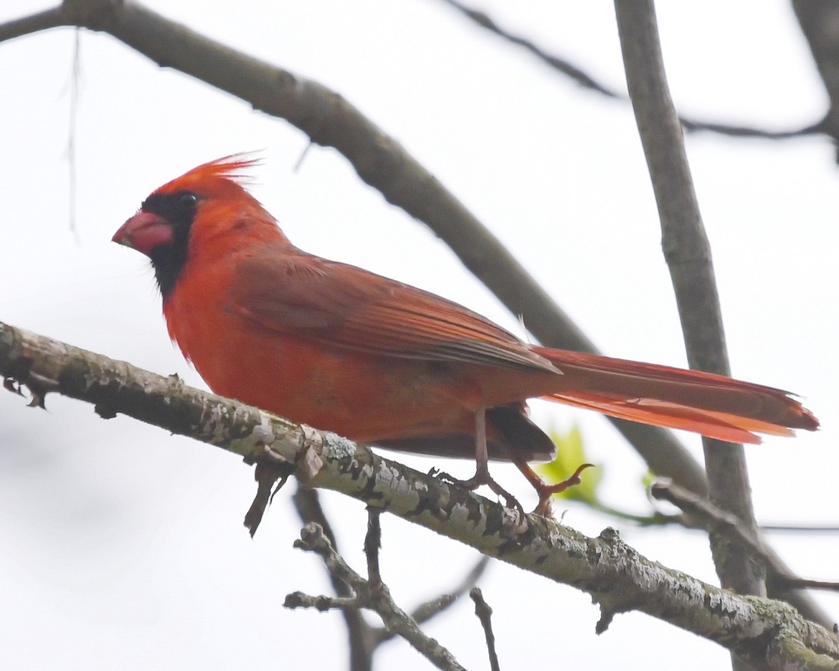 Northern Cardinal - ML636785030