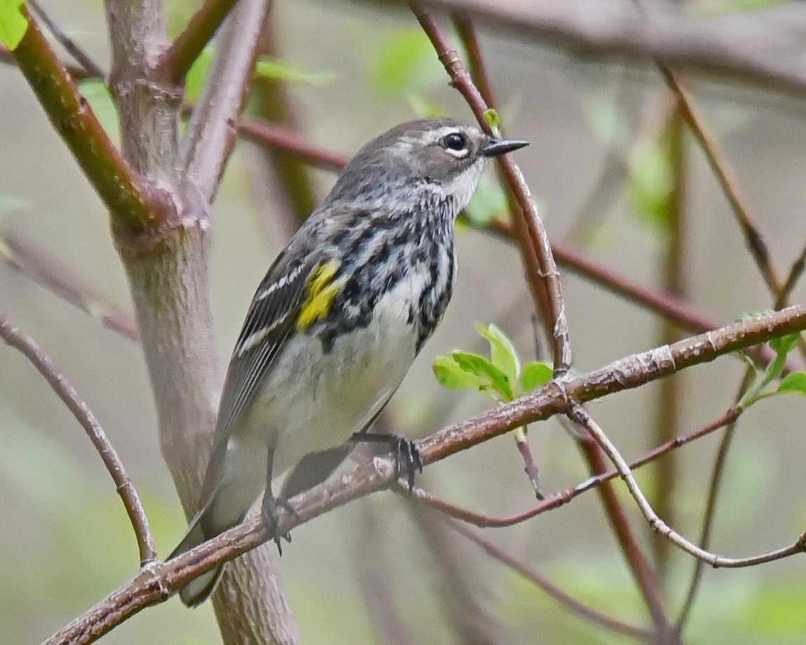 Yellow-rumped Warbler - ML636785034