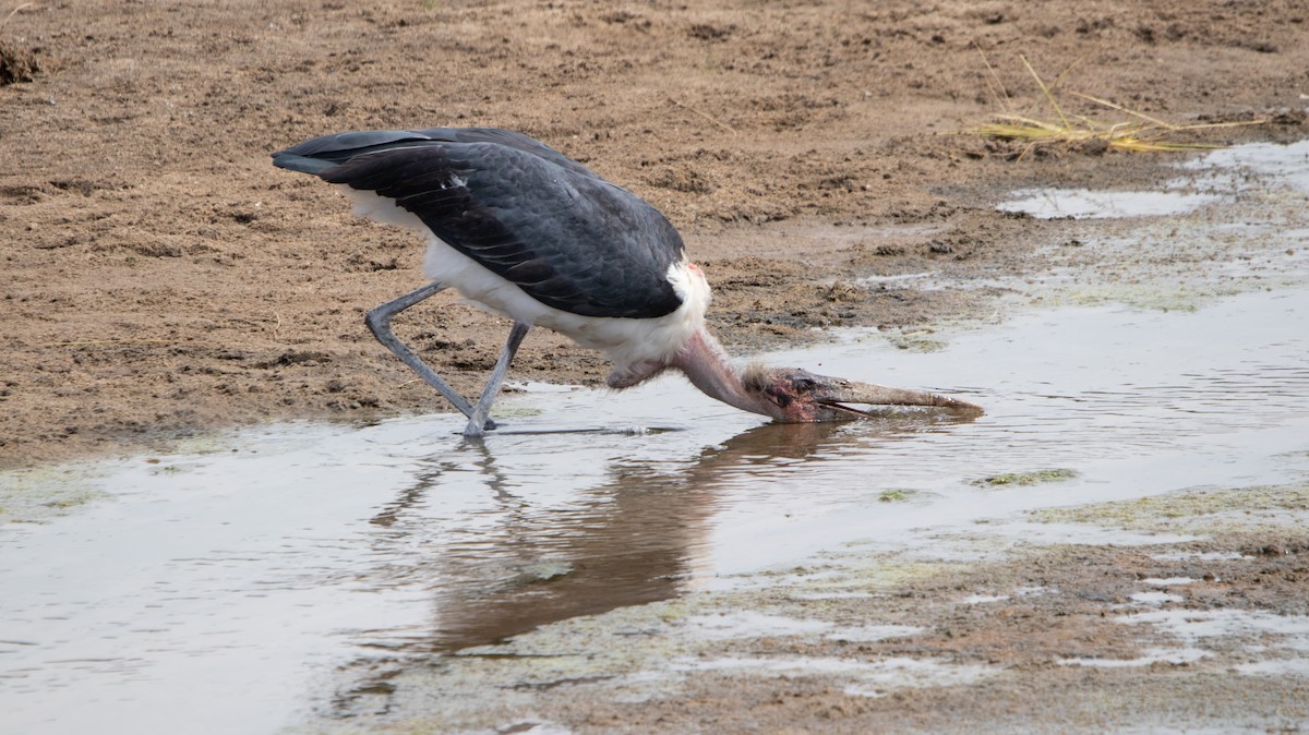 Marabou Stork - ML636785043
