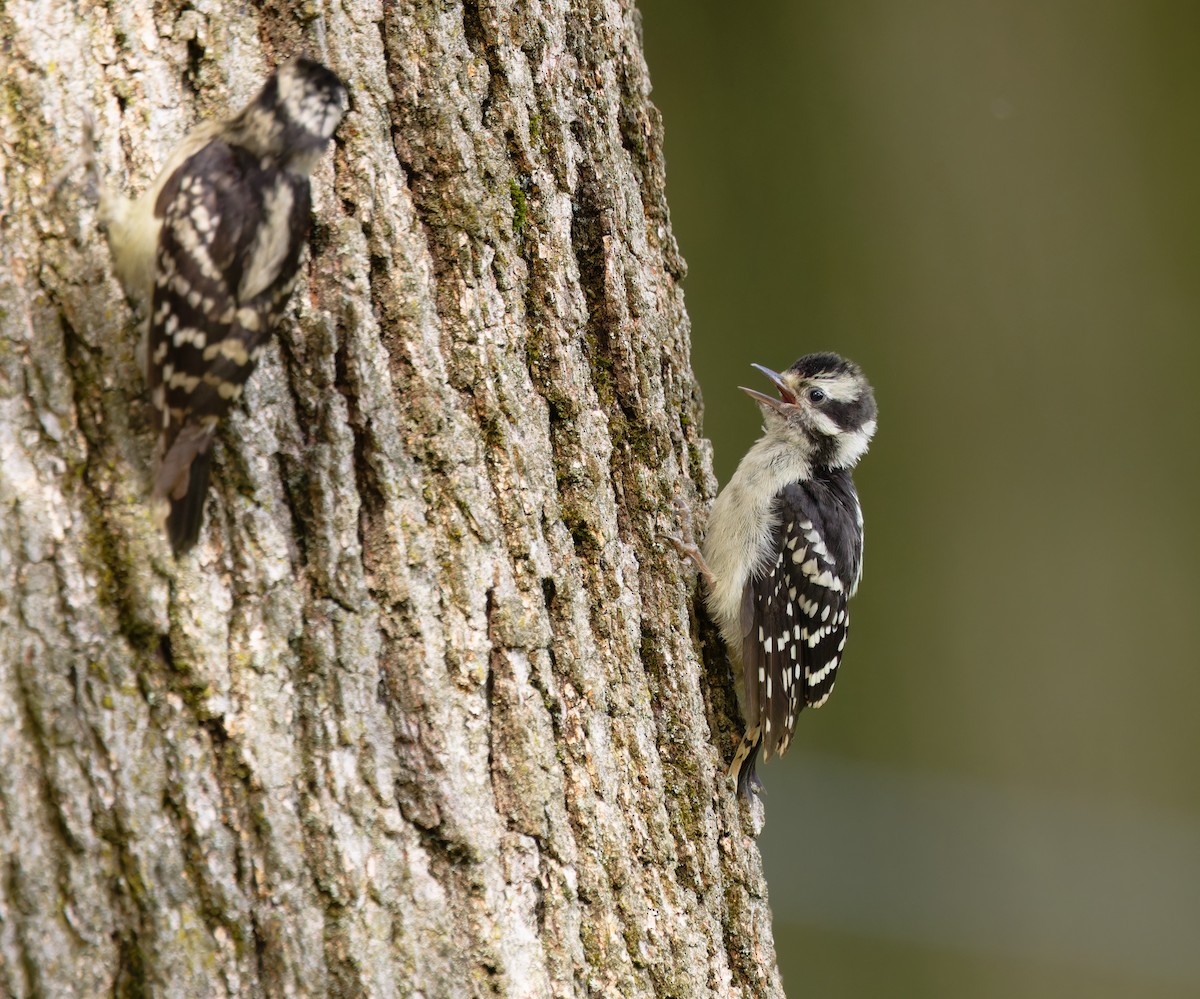 Downy Woodpecker - ML636785059