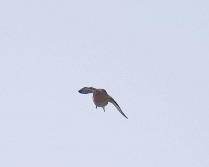 Barn Swallow - ML636785100