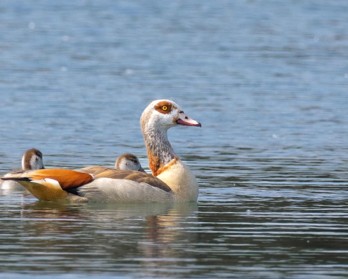 Egyptian Goose - ML636785102