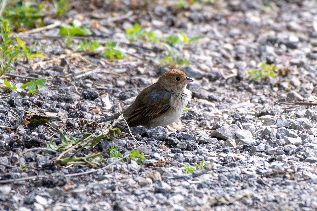 Indigo Bunting - ML636785121