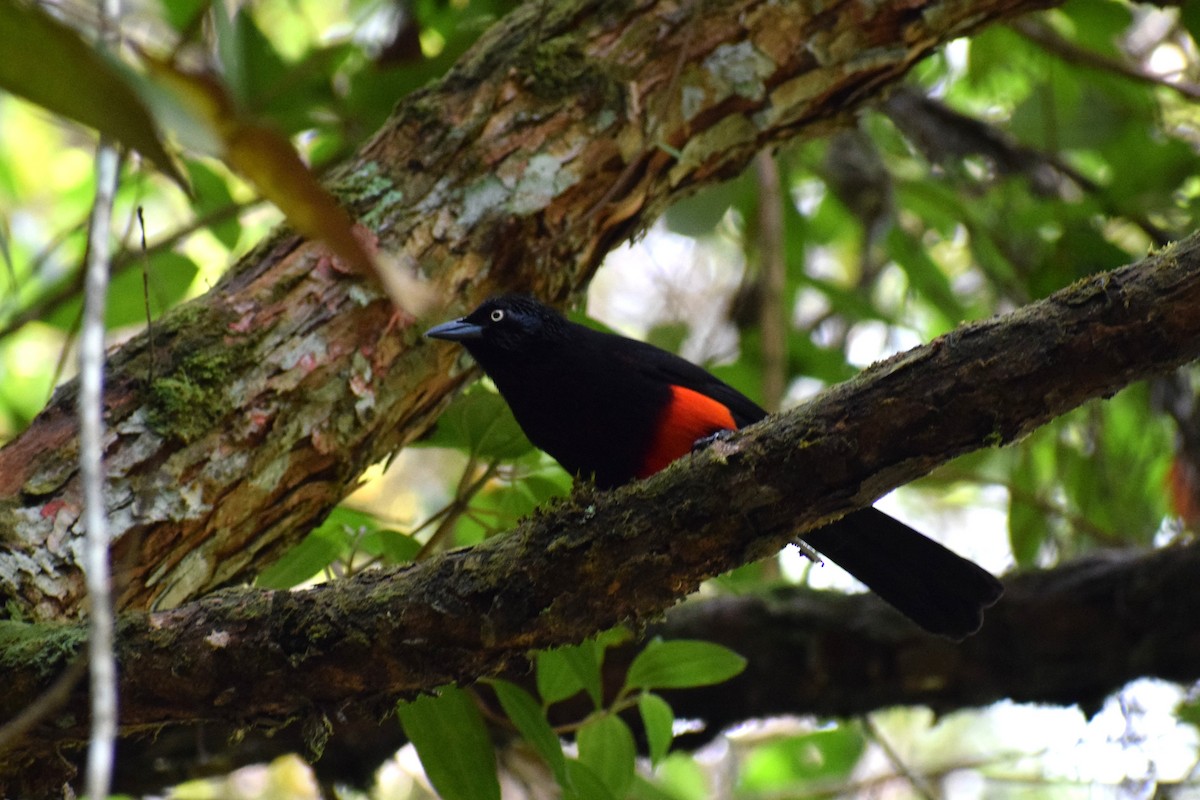 Red-bellied Grackle - ML636785160