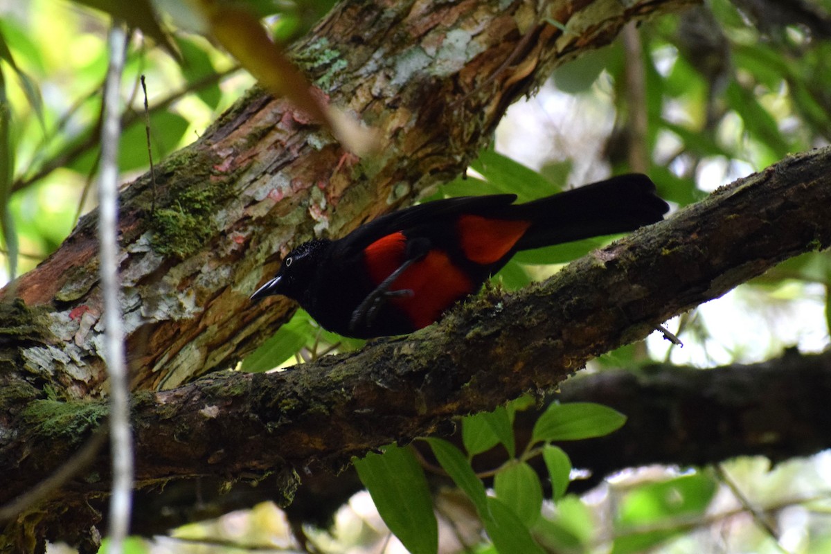 Red-bellied Grackle - ML636785161