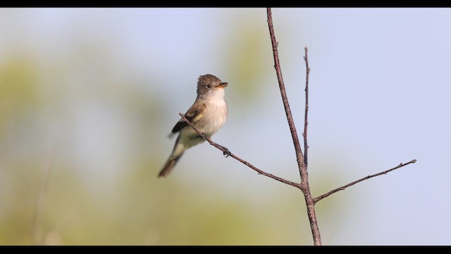 Willow Flycatcher - ML636785183