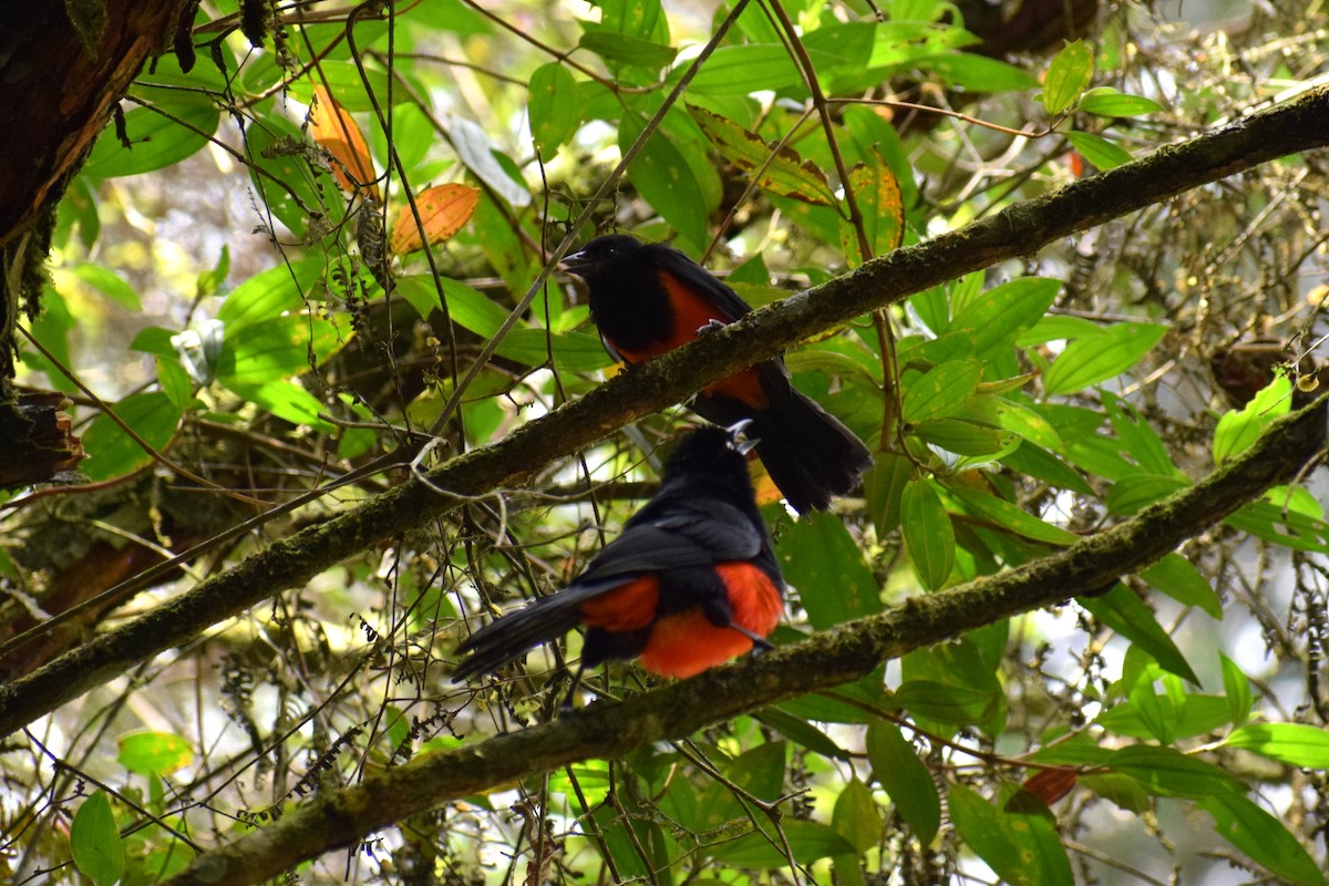 Red-bellied Grackle - ML636785185