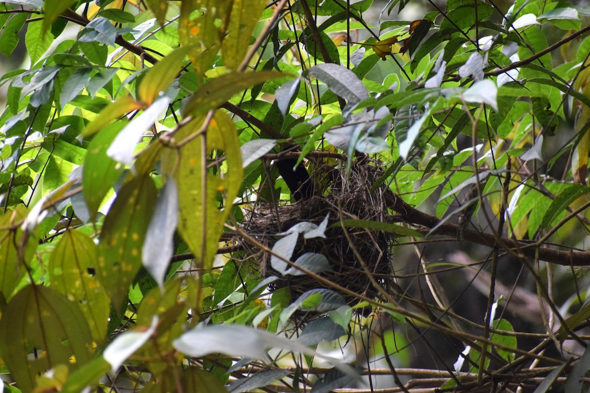 Red-bellied Grackle - ML636785226