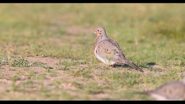 Mourning Dove - ML636785230