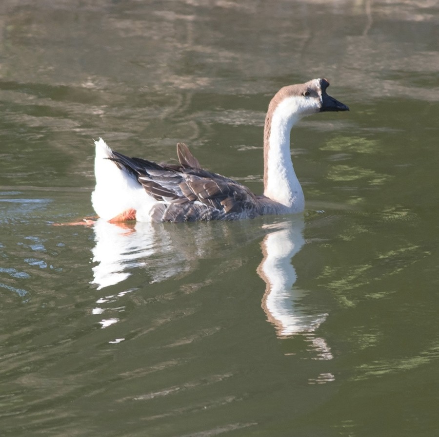 Swan Goose (Domestic type) - ML63678531