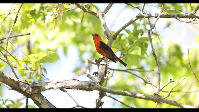 Scarlet Tanager - ML636785347