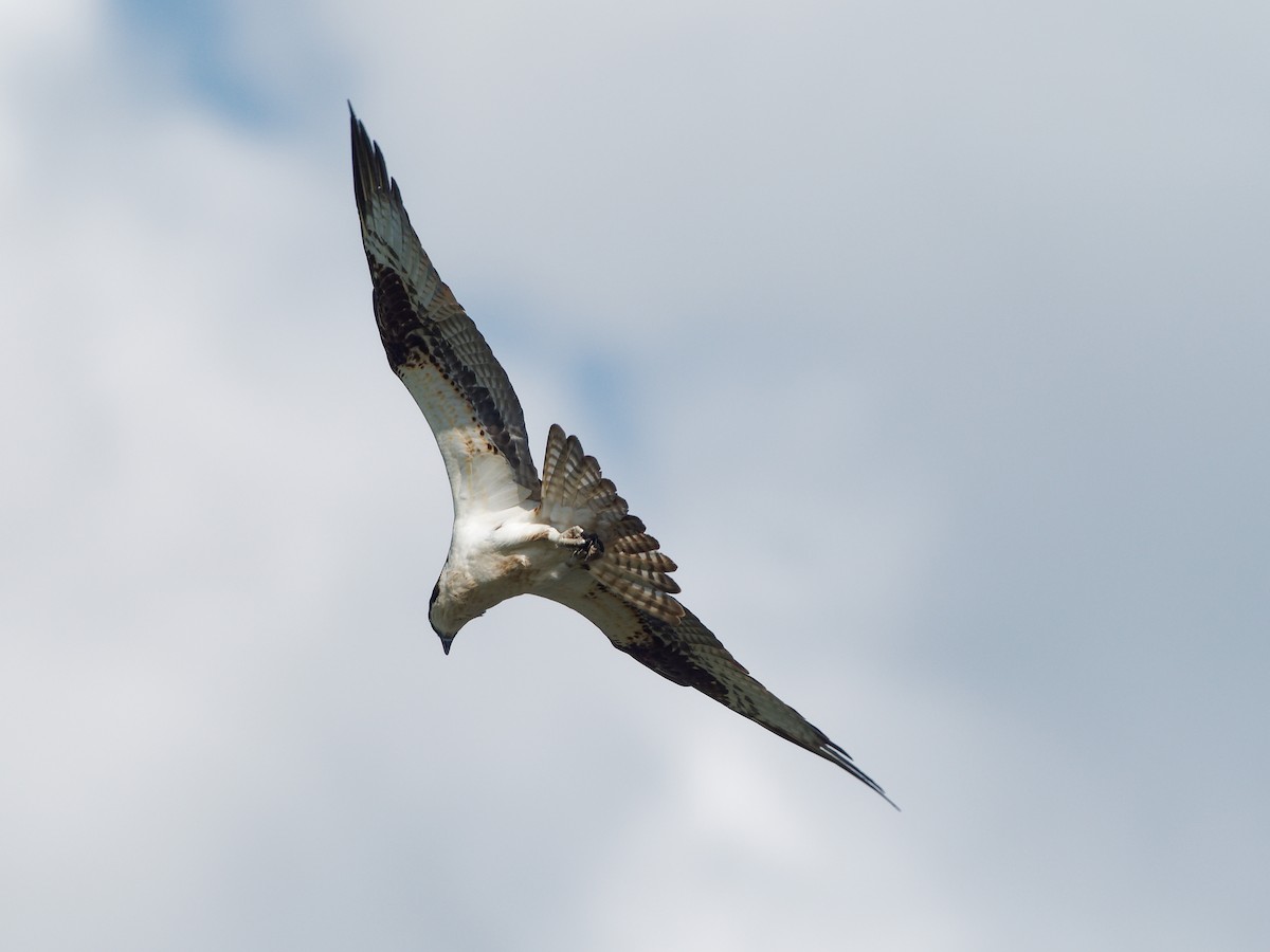 Falco pescatore - ML636785421