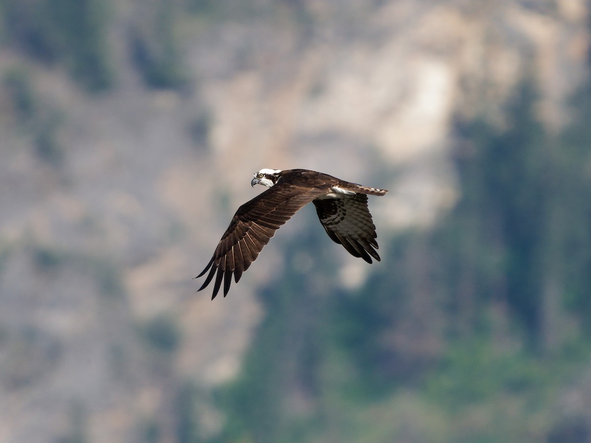 Falco pescatore - ML636785429