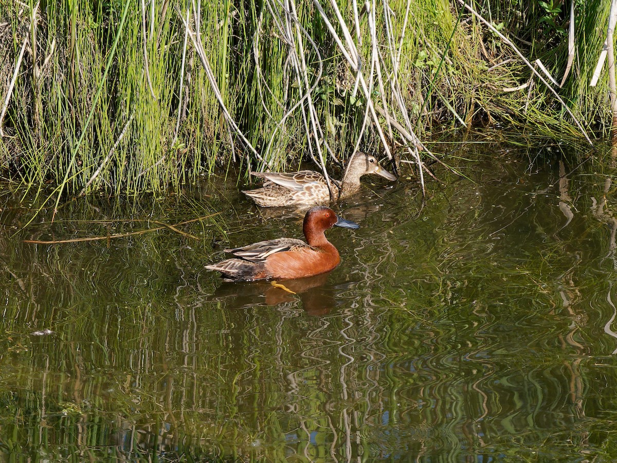 Alzavola cannella - ML636785433