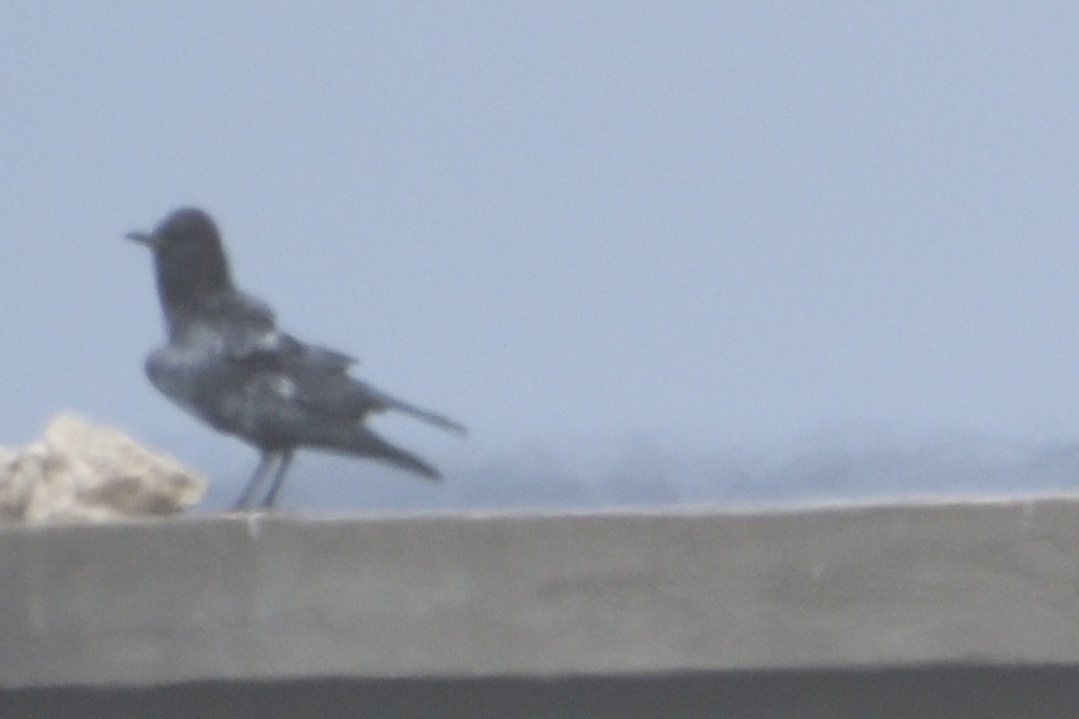 Cape Crow - ML636785482