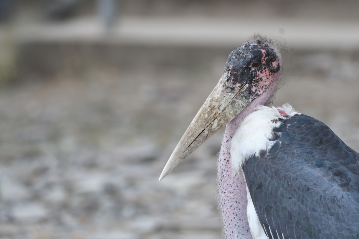 Marabou Stork - ML636785487