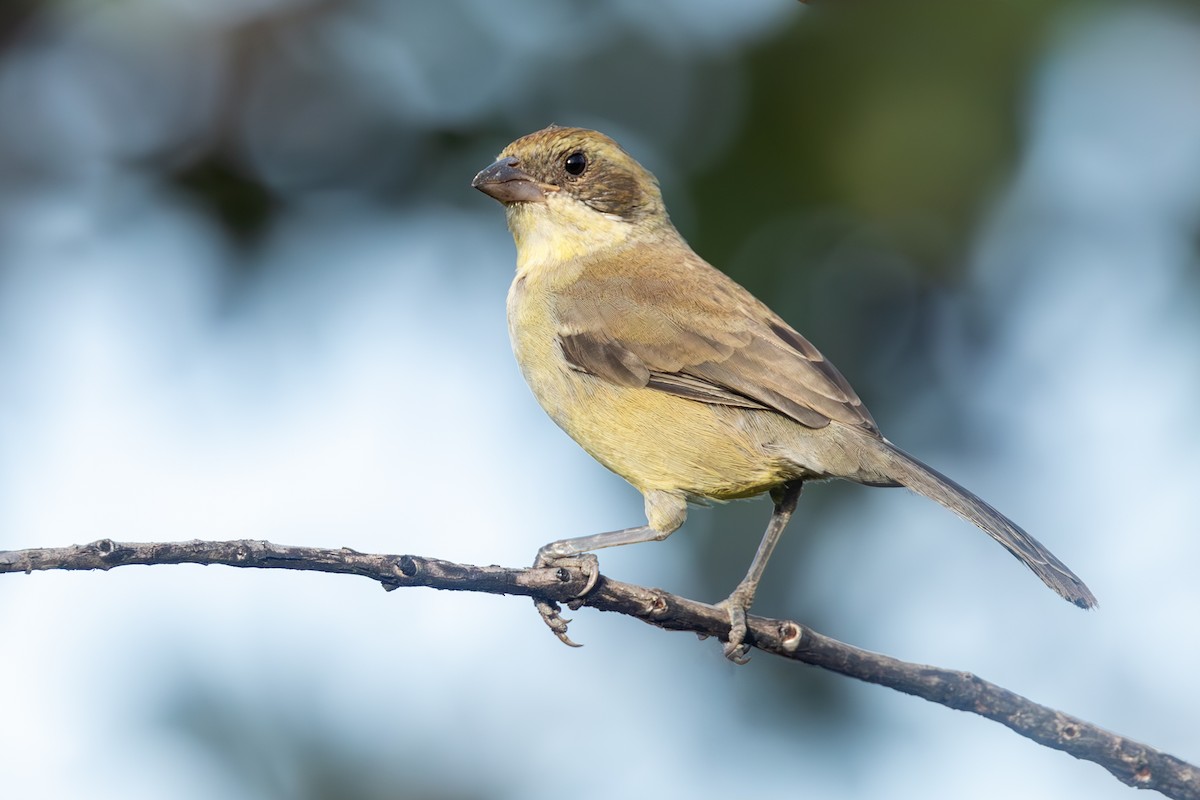 White-banded Tanager - ML636785516