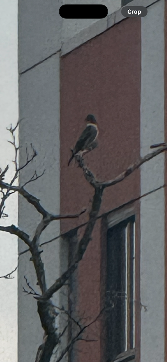 Olive-sided Flycatcher - ML636785526