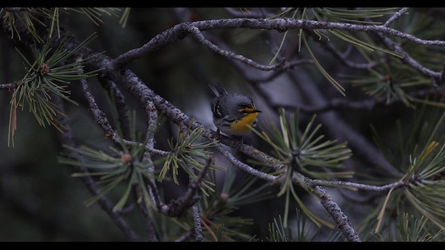 Grace's Warbler - ML636785530