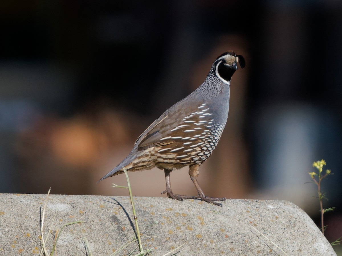 カンムリウズラ - ML636785538