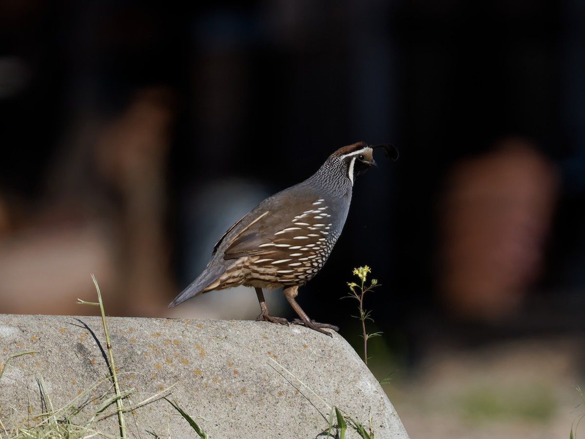 カンムリウズラ - ML636785548